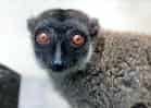 動物図鑑・シロビタイキツネザルの写真 4
